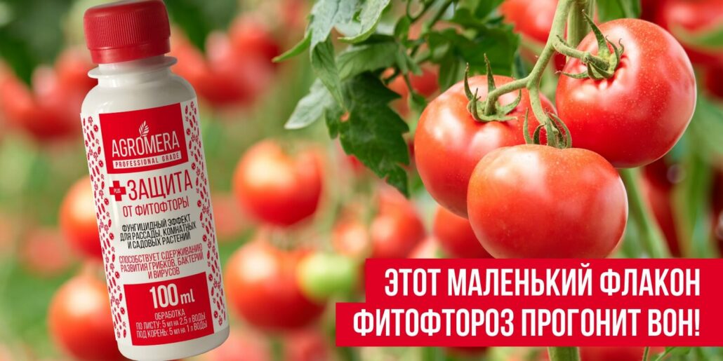 Защита от фитофторы