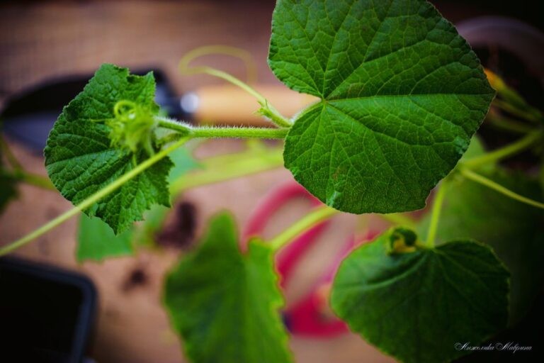 защита огурцов от вредителей