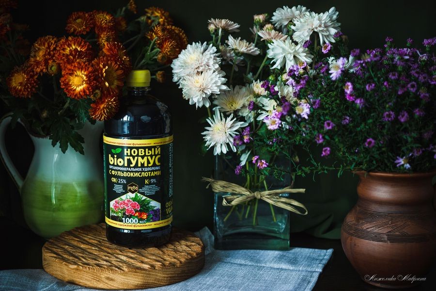 Простые секреты успешной пересадки комнатных растений: быстрая адаптация и мощный рост