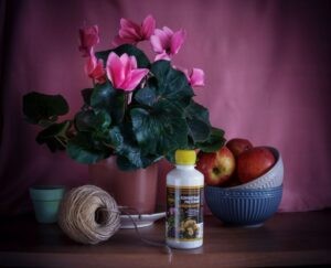 Руководство по укреплению здоровья комнатных растений